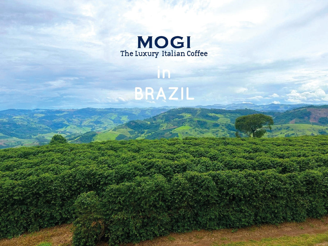 MOGI in Brazil: a journey of discovery and flavours - MOGI