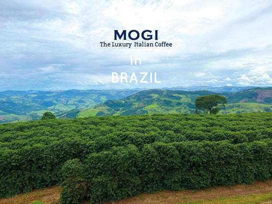 MOGI in Brazil: a journey of  discovery and flavours - MOGI