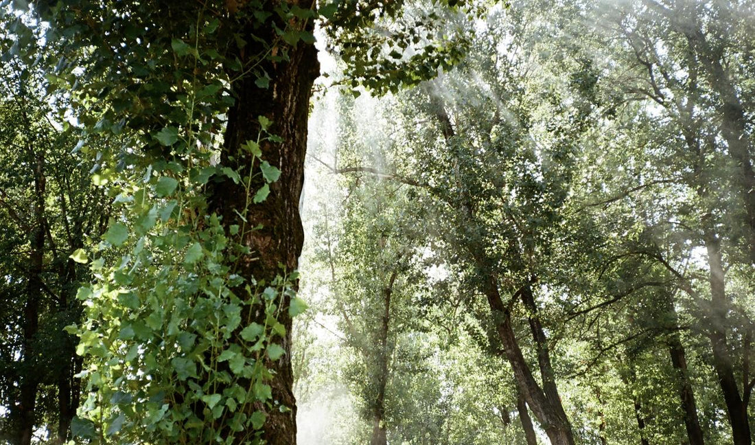 Un nuovo passo verde per Mogi Caffè - MOGI
