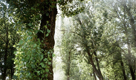 Un nuovo passo verde per Mogi Caffè - MOGI