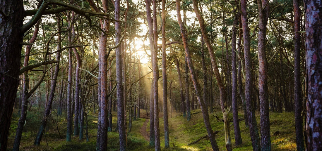 Un nuovo passo verde per Mogi Caffè - MOGI