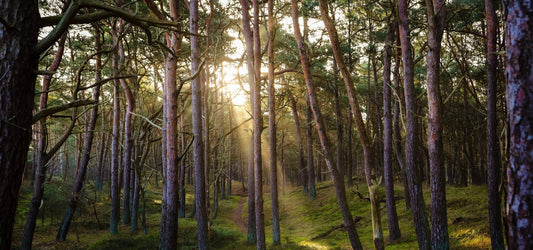 Un nuovo passo verde per Mogi Caffè - MOGI